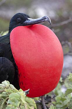 Great frigatebird (Fregata minor) male displaying, Isla Genovesa, Galapagos Islands