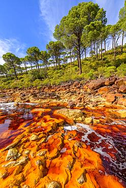 R?o Tinto, Andalucia, Spain *** Local Caption *** R?o Tinto ("Red River") is very acidic (Ph 2) and has a deep reddish hue due to iron dissolved in water. The acidity of the watercourse is linked to the drainage of pyrite, which is very present in the subsoil. Extremophilic and endemic bacteria and algae colonize the river bed, forming a fragile biofilm that evokes the hot springs of Yellowstone Park in the USA.