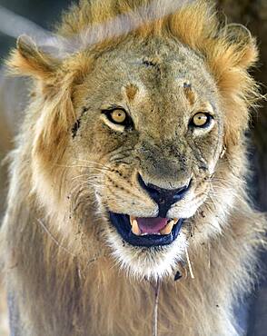 portrait of Lion (Panthera leo), South Luangwa NP, Zambia