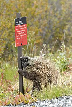 Porcupine (Erethizon dorsatum) gnawing on a pole, Denali NP, Alaska, France