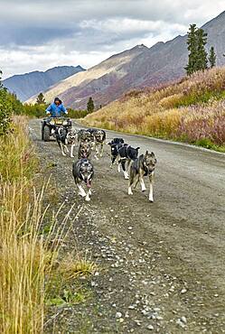 Musher preparing and training his dogs in autumn for the Iditarod. Denali Highway: Paxson to Cantwell, Alaska