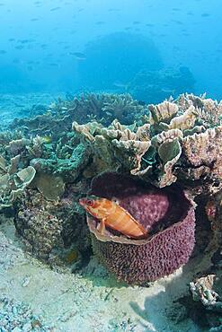 Blacktip grouper (Epinephelus fasciatus) in a sponge. Heron Island. Great Barrier Reef. Queensland. Autralia.