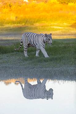 Asian (Bengal) Tiger (Panthera tigris tigris), White tiger, adult female near by a swamp, Private reserve, South Africa (Captive)