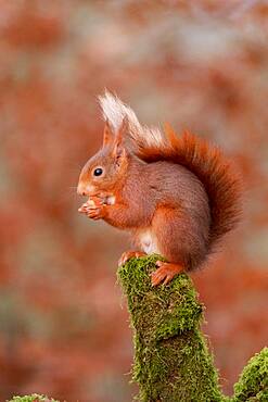 Red squirrel (Sciurus vulgaris, grove, Rouesse Vasse, Sarthe, Pays de la Loire, France