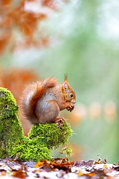 Red squirrel (Sciurus vulgaris, grove, Rouesse Vasse, Sarthe, Pays de la Loire, France