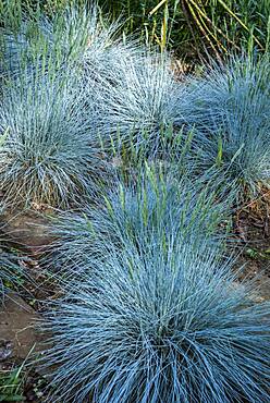 Fescue (Festuca glauca) 'Intense blue'