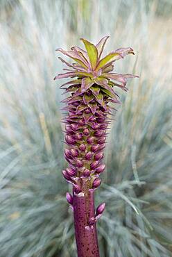 Pineapple Lily (Eucomis montana)