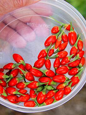 Harvest, picking Goji berries (Lycium barbarum)