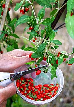 Harvest, picking Goji berries (Lycium barbarum)