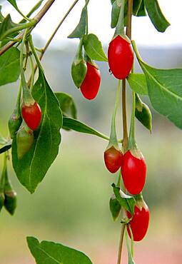 Berries of Goji plant (Lycium barbarum)