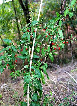 Berries of Goji plant (Lycium barbarum)