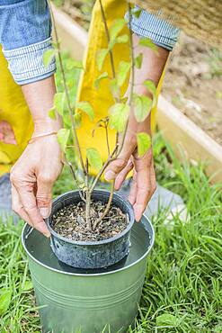 Planting a sage step by step: Soak the root ball.