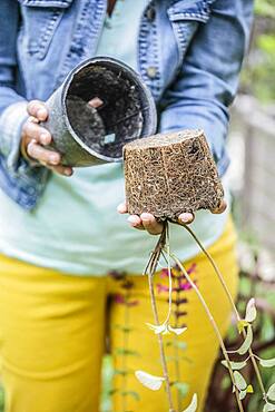 Planting a sage step by step: take the plant out of the pot.