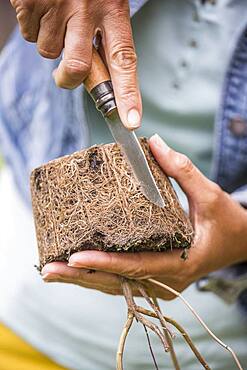 Planting a sage step by step: Incision of a clod with a knife to help the recovery.