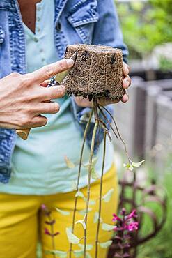 Planting a sage step by step: Incision of a clod with a knife to help the recovery.