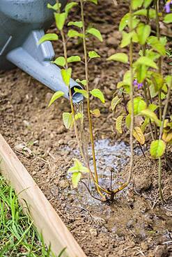 Planting a sage step by step: watering the neck.