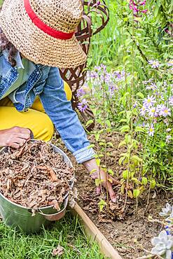 Planting a sage step by step: mulching the stump with dead leaves against the winter cold.