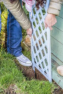 Planting a honeysuckle: laying the support.