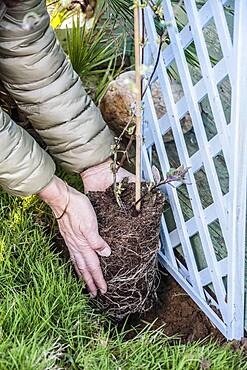 Planting a honeysuckle: setting up the subject