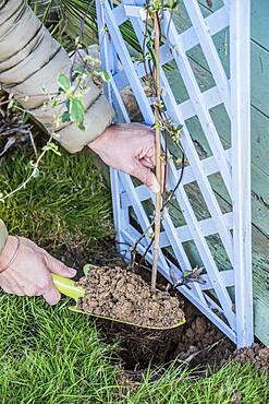 Planting a honeysuckle: filling the hole and setting