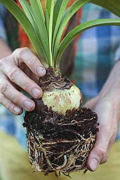 Make a Amaryllis (Hippeastrum sp) bloom again. 2. The bulb participates in photosynthesis when exposed to light.