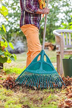 Raking dead leaves. Man raking leaves on the lawn with a wide rake, in autumn.