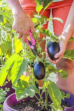 Harvest of an eggplant grown in a pot