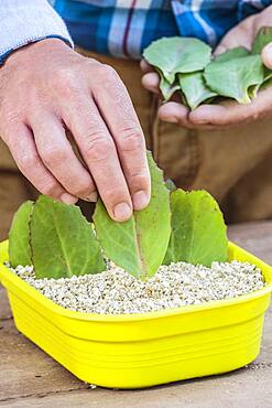 Cutting of autumn sedum (Hylotelephium spectabile) from leaf cuttings, in summer.