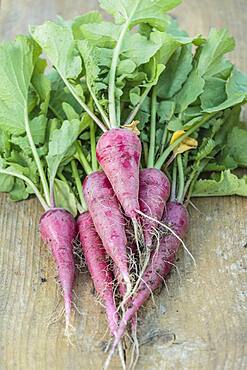 'Rose de Pâques' radish freshly harvested