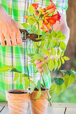 Cuttings of trumpet creeper (Campsis radicans) 1. Stake the cuttings (buds and flowers)