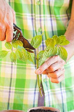 Cutting the bignone (Campsis radicans) 3. Reduce the leaf area