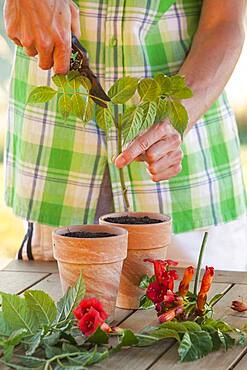 Cutting the bignone (Campsis radicans) 3. Reduce the leaf area