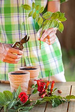 Cutting the bignone (Campsis radicans) 3. Reduce the leaf area. The cuttings are carried out before mid-September preferably or after, under shelter.