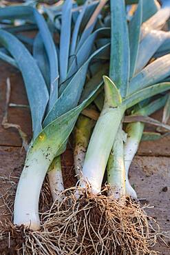 'Blue de Solaize' leek, an ideal rustic variety for beginners