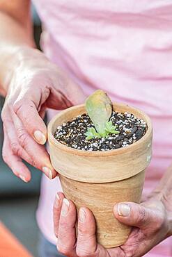 Woman cutting a porcelain plant (Graptopetalum paraguayense). Graptopetalum is easy to cut from broken leaves.