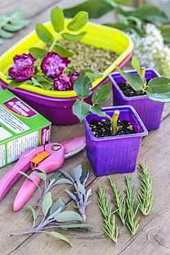 Static scene of cuttings in summer.