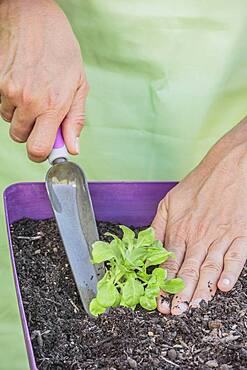 Plantation of lamb's lettuce