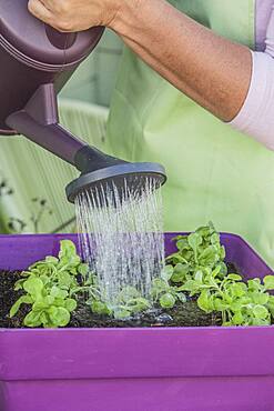 Plantation of lamb's lettuce