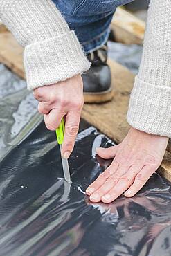 Strawberry planting on plastic mulch film, in three stages.