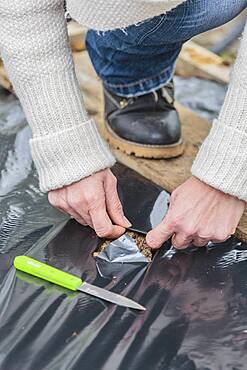 Strawberry planting on plastic mulch film, in three stages.