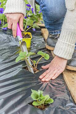 Strawberry planting on plastic mulch film, in three stages.