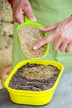 Cutting root of Thistle (Echinops ritro) step by step. 4: cover