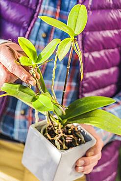 Man separating a keiki on a Phalaenopsis, orchid-butterfly. Step by step.