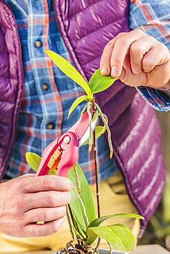 Man separating a keiki on a Phalaenopsis, orchid-butterfly. Step by step.