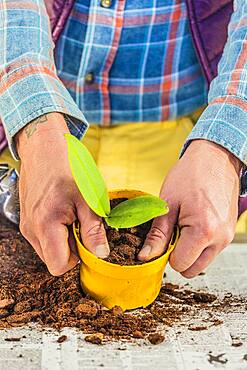 Man separating a keiki on a Phalaenopsis, orchid-butterfly. Step by step.