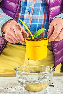 Man separating a keiki on a Phalaenopsis, orchid-butterfly. Step by step.