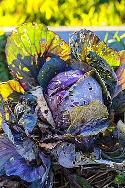 Red cabbage damaged by molluscs, in winter.