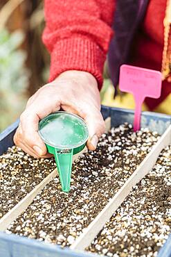 Sowing young vegetables under cover in a box, saves time for early vegetables ... or harvest before the hour indoors.