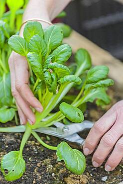 Harvest of Japanese mustard 'Tatsoi' in winter.