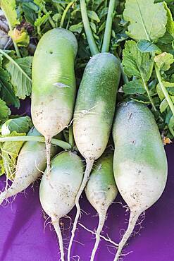 Radish 'Green Meat'